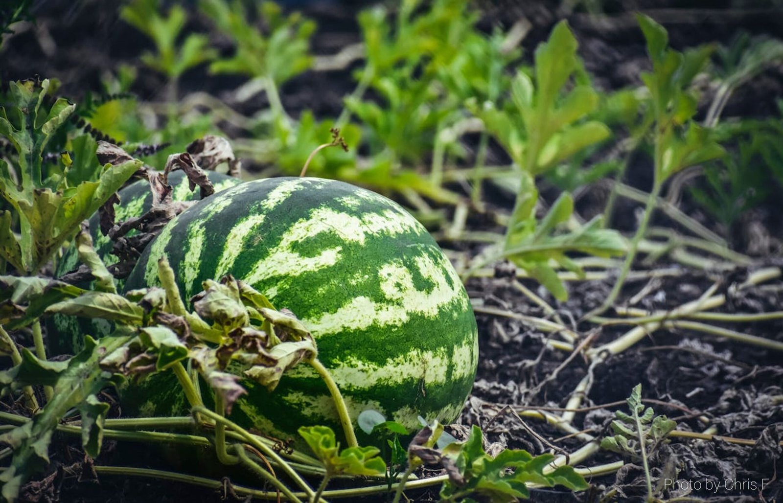 From Soil to Soil: Are We Disrupting the Nutrient Cycle?
